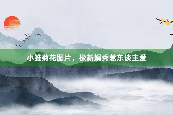 小雏菊花图片，极新娟秀惹东谈主爱